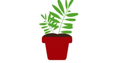 Tencerede büyüyen bir bitkinin temiz ve basit bir animasyonu. Sürdürülebilirlik, bahçe işleri, yavaş büyüme ve asgari yaşam tarzı kavramları gibi konular için mükemmel..