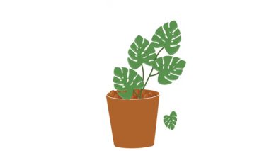 Tencerede büyüyen bir bitkinin temiz ve basit bir animasyonu. Sürdürülebilirlik, bahçe işleri, yavaş büyüme ve asgari yaşam tarzı kavramları gibi konular için mükemmel..