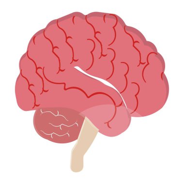 Düz dizayn tarzında renkli insan beyni çizimi çeşitli bölgeleri gösteriyor