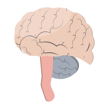Düz dizayn tarzında renkli insan beyni çizimi çeşitli bölgeleri gösteriyor