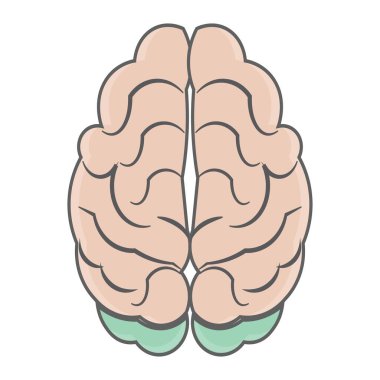 Düz dizayn tarzında renkli insan beyni çizimi çeşitli bölgeleri gösteriyor