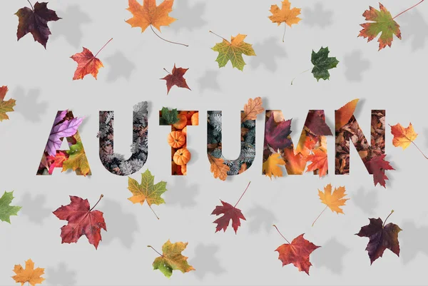 Kelime Sonbaharı harflerle renkli yapraklar ve beyaz arka planda ıssız kuru akçaağaç yaprakları, yumuşak gölgeli güneşli bir sonbahar günü. Minimum sonbahar düzlüğü konsepti arka planda yatıyordu.