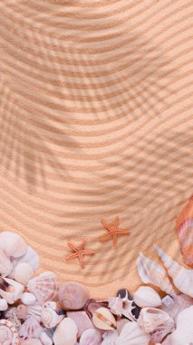 Deniz kabukları, denizyıldızı ve kumlu dalgalı arka planda palmiye ağaçlarının gölgesi olan yaratıcı yaz düzeni. Minimum plaj konsepti. Düz yatıyordu.
