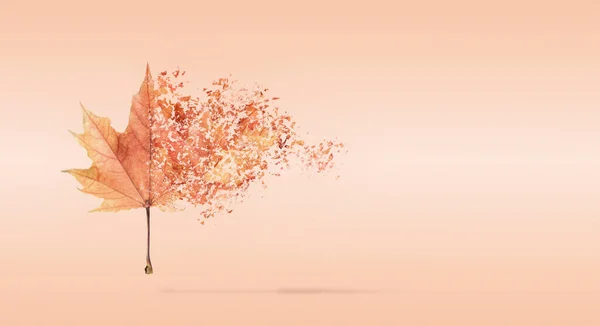 Sonbahar Kuru Yapraklarından Oluşan Soyut Bir Kompozisyon Rüzgarda Savruluyor Mevsim — Stok fotoğraf