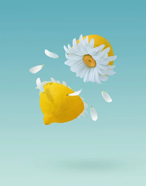 Dilimlenmiş sarı limondan, beyaz papatya çiçeğinden ve pastel mavisi arka planda taç yapraklarından oluşan en az moda kompozisyon. Yaratıcı bahar ya da yaz konsepti.
