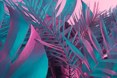 Tropikal ve palmiye yapraklarından yapılmış, parlak, çarpıcı, holografik neon renklerde moda bir bileşim. Yaratıcı sanat, asgari estetik, sürrealizm arka planı.
