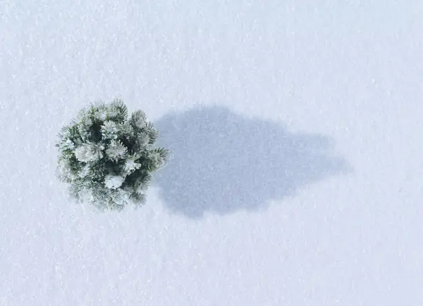 Kar beyazı arka planında gölgesi olan yaratıcı bir Noel ağacı düzeni. Yeni yıl ya da kış minimum konsept.