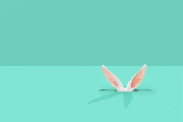 Beyaz Paskalya tavşanı Tiffany yeşil pastel arka planındaki delikten dışarı bakıyor. Yaratıcı asgari kavram.