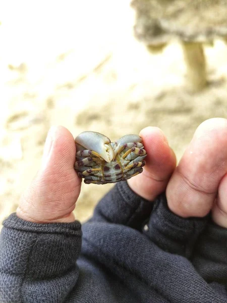 Die Hand Eines Jungen Mannes Hält Eine Kleine Krabbe Vor — Stockfoto