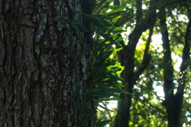 Orman geçmişi olan ağaçta yakın deriden bir yaprak var..