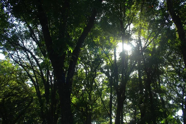 Высокие Лиственные Деревья Утренним Солнцем Городском Парке — стоковое фото