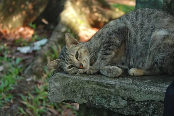 Εγχώρια Γκρι Γάτα Παίζει Στο Πάρκο — Φωτογραφία Αρχείου