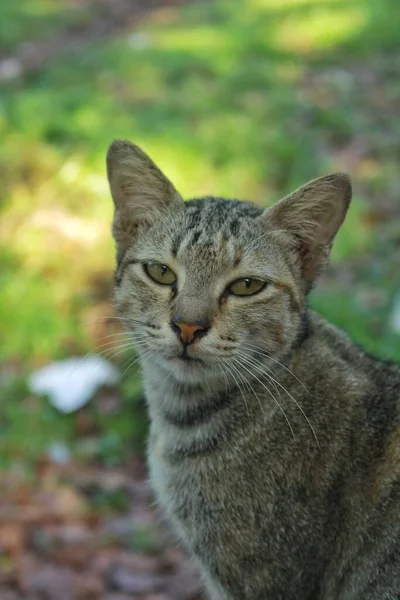Detailní Záběr Domácí Šedé Kočky Fotoaparát Rozmazaným Pozadím — Stock fotografie