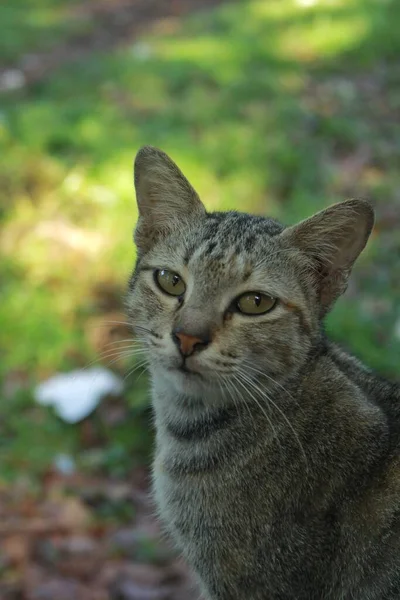 一只家养灰猫的特写镜头 看着背景模糊的相机 — 图库照片