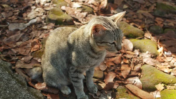 Domowe Szary Kot Bawi Się Parku — Zdjęcie stockowe