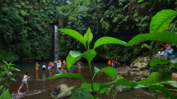 Green Leaves Focus Blurry Waterfall Background — Stock Photo, Image