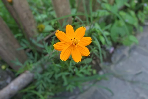 Bilimsel Adı Kenikir Sülfür Olan Sarı Çiçekli Bir Bitki Bitki — Stok fotoğraf