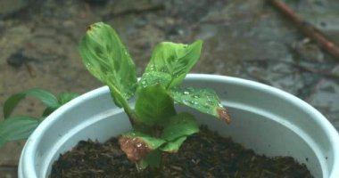 Yağmur yağdığında yağmur damlalarına maruz kalan saksılardaki çiçekler, yüksek çözünürlükte kaydedilir.