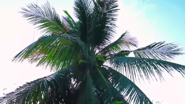 Kokosowe Liście Poruszające Się Lekkim Wietrze Tle Czystego Nieba — Wideo stockowe