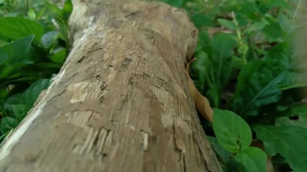 Drewniany Blok Brązową Skórą Drewno Leśne — Wideo stockowe