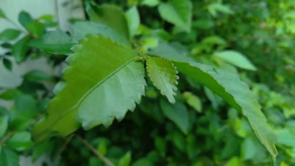 Rüzgarda Sallanan Bir Ağacın Zengin Yeşil Yaprakları Güzel Yuvarlak Bokeh — Stok video