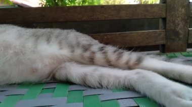 Sokak kedisi bankta uyuyor..