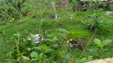 Bahçedeki yeşil tarlaları sularken.