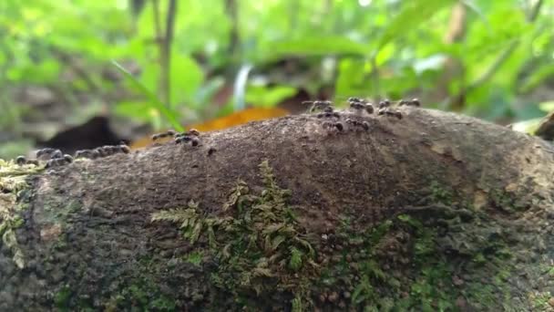 Černý Mravenci Kráčející Crack Stromu Kufru Rozmazanou Zelenou Přírodou Pozadí — Stock video