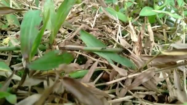 Grupp Svarta Myror Marscherade Bland Växterna — Stockvideo