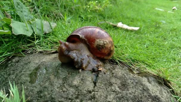 岩石上的蜗牛 — 图库视频影像