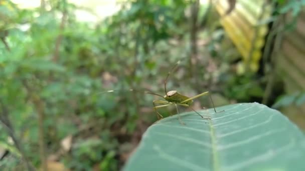 Pequeños Insectos Las Hojas — Vídeo de stock