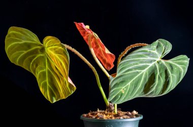 Philodendron verrucosum 'Choco Red Bright', is a philodendron aroid plant that has green leaves with red backs. The stems (petioles) are hairy.