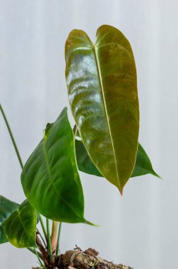 Ribbed glossy leaves of Anthurium veitchii, also known as the King Anthurium, a rare climbing tropical houseplant in the aroid family. As the plant matures the leaves will become much longer