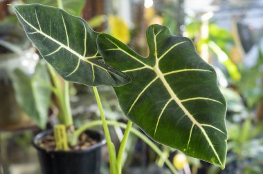 Alocasia micholitziana Frydek , often called Alocasia Green Velvet due to the velvety texture of the foliage clipart