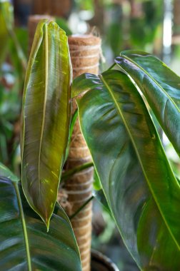 A new leaf unfurls on Philodendron patriciae, a rare plant in the aroid family from tropical South America. Focus on the new leaf. clipart