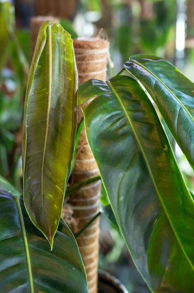 New Leaf Unfurls Philodendron Patriciae Rare Plant Aroid Family Tropical — Stock Photo, Image