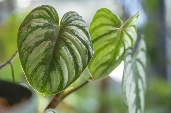 Philodendron Mamei Aff Silver Cloud Named Because Silvery Variegation Leaves — Stock Photo, Image
