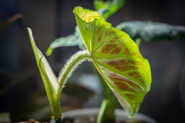 Philodendron verrucosum, bir aroid türü, kıllı küçük yapraklı tropikal bir bitki (yaprağın gövdesine yapışan sap). Yaprağın arkası kırmızıyla desenli.