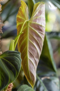 Philodendron Splendid 'de yeni bir yaprağın arkası, iki tür arasındaki bir melez, P. melanochrysum ve P. verrucosum ve aroid ailesinin bir üyesi.