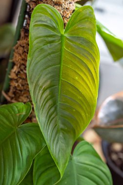 A new leaf unfurls on Philodendron tenue, a species in the aroid family. The leaf emerges in a pale pinky brown color