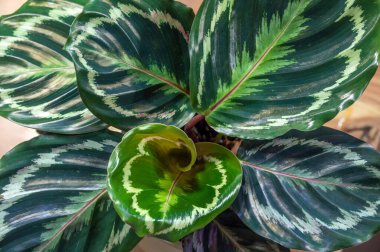 Calathea Medallion (Calathea veitchiana), Brezilya kökenli bir bitki türü. Dekoratif yaprakların arkası mor..