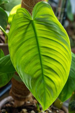 A new leaf unfurls on Philodendron tenue, a species in the aroid family. The leaf emerges in a pale pinky brown color