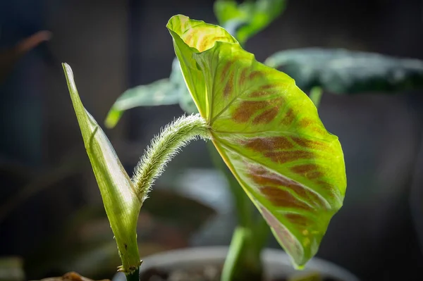 stock image Philodendron verrucosum, a species of aroid, a tropical plant with hairy petioles (the stalk that attaches the leaf to the stem). The back of the leaf is patterned in red