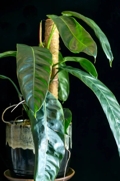 stock image Philodendron patriciae, a rare tropical plant in the aroid family with long, ribbed, strap-like leaves