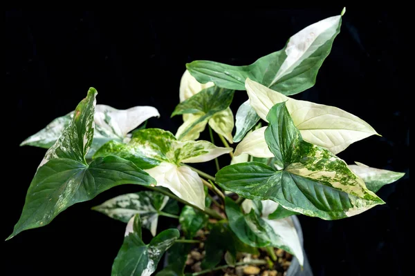 Sengonyum podophyllum albo-varyete 'Fransız mermeri', yeşil yapraklar üzerinde mermer gibi beyaz çeşitliliğe sahip tropiklerden bir bitki.