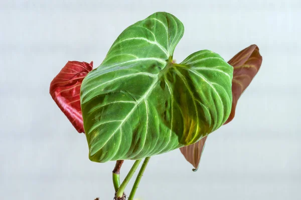 Philodendron verrucosum 'Choco Red Bright', is a philodendron aroid plant that has green leaves with red backs. The stems (petioles) are hairy.