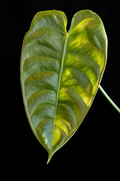 stock image Ribbed glossy leaves of Anthurium veitchii, also known as the King Anthurium, a rare climbing tropical houseplant in the aroid family. As the plant matures the leaves will become much longer