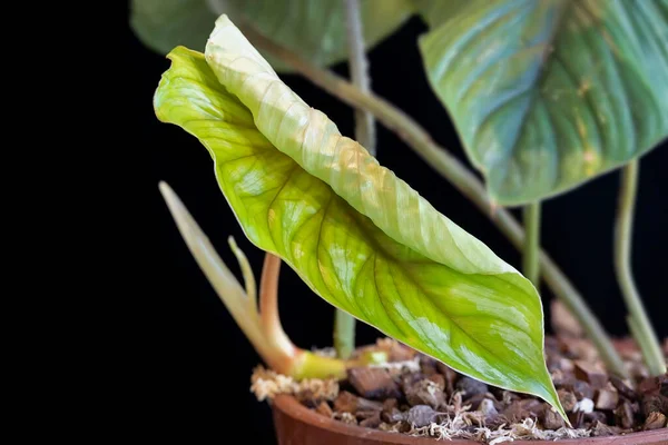 Aroid familyasından bir tür olan Philodendron plowmanii 'de yeni bir yaprak açılıyor. Yaprak soluk, kahverengi bir renkte ortaya çıkar.