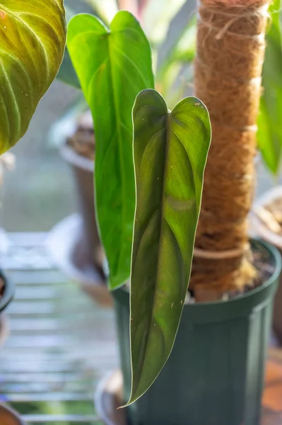 Philodendron dolichogynium, eski SP. Macas, Ekvador 'un güneydoğusundan yeni bir tür..