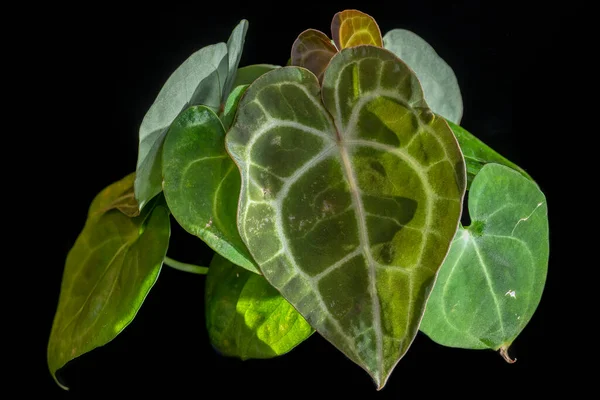 Uusia Lehtiä Ilmestyy Philodendron Crystallinum Tyypillinen Sydämen Muotoinen Vihreä Lehti — kuvapankkivalokuva